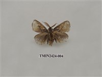 藏品(素刺蛾)的圖片